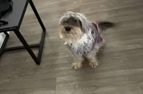 Missing dog Female, Phoenix (usl531973) - photo