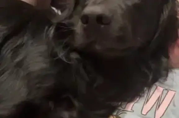 Lost собака, Brott Road, Ruby - border collie/golden retriever mix - photo