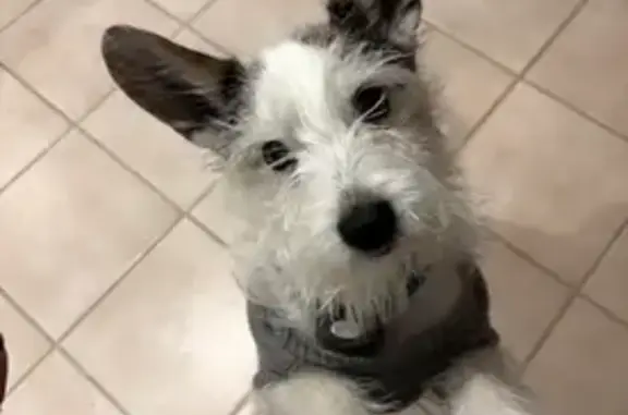 Lost Собака, Woodcreek Way, 3084, Bloomfield Hills, Salt Lake City - black/white Jack Russell terrier mix - photo