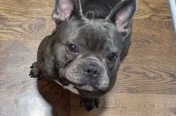 Lost Собака, 5133 W 65th Street, Bedford Park - big ears, bald spot - photo