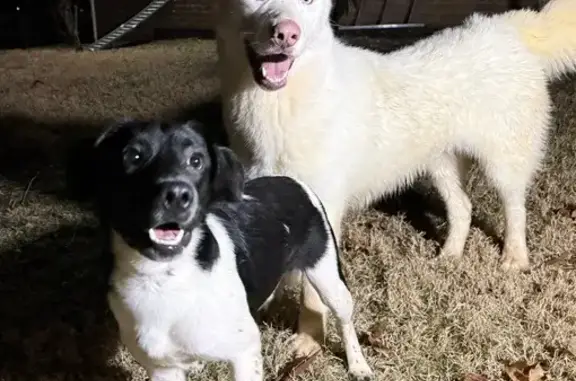 Found Собака, Hevener Street,...