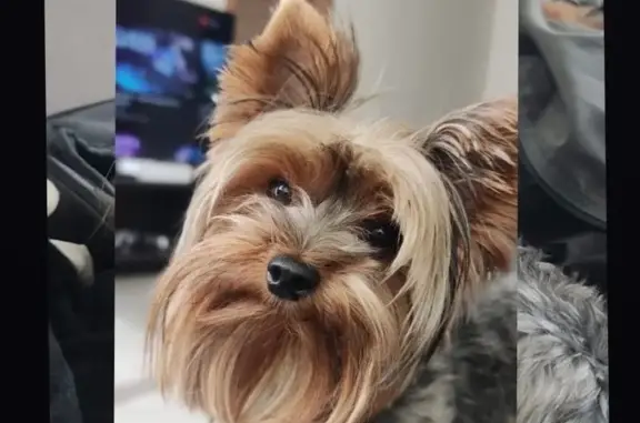 ¡Ayuda! Yorkie perdido en Zapopan