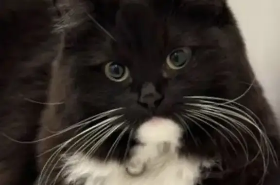 Missing cat Shoreline, photo: Lost Female Cat, 11th Avenue Northwest, Shoreline - Long-haired Tuxedo