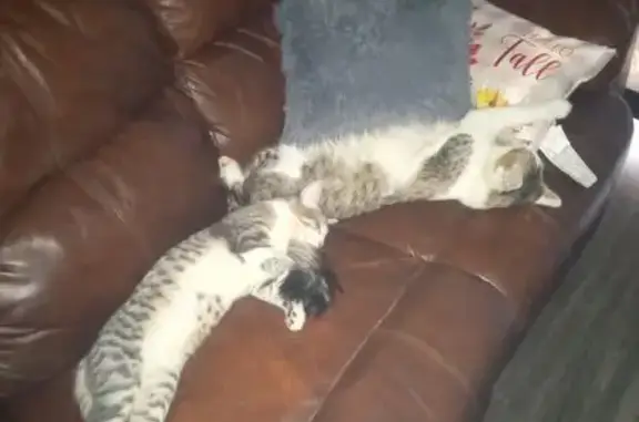 Lost Cat, Sycamore Drive, 2300, Antioch - gray and white, timid - photo