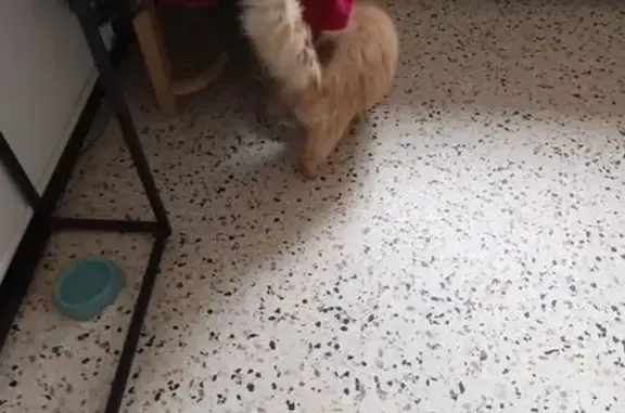 Animaux trouvés Villepinte, photo: Trouvé chat couleur sable, D 213, Villespy, Villepinte - très sociable