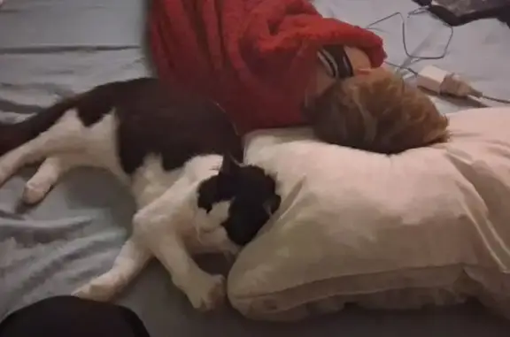 Missing: Friendly Black & White Cat