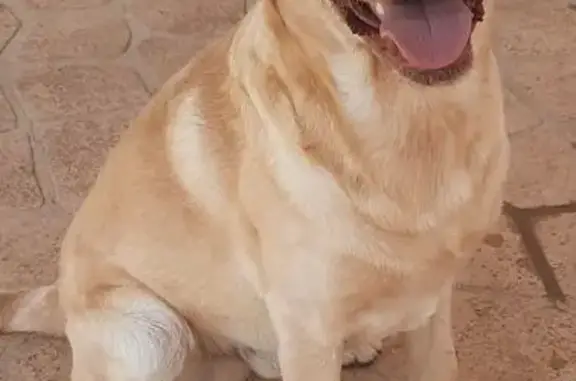 Found Dog Safe on Boorowa St,...