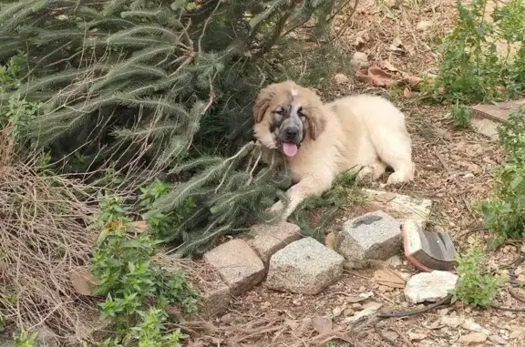 Perros Mastín Perdidos en Camí de la Selva