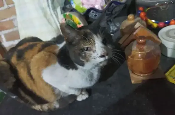 Gato encontrado San Juan del Rio, foto: Gata Tricolor Herida Encontrada en Farmacia