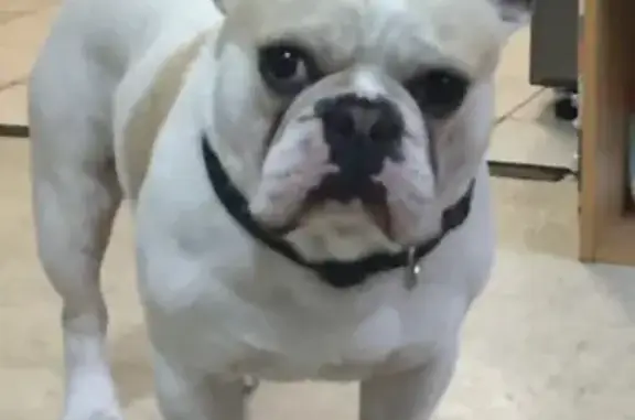 Lost Dog Alert in Liverpool NSW