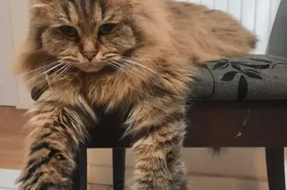 Lost Siberian Cat: Help Find Her!