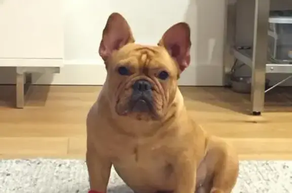 Lost Dog with Allergies in Liverpool