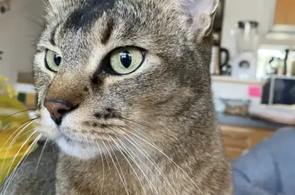 Animaux perdus Paris, photo: Chat perdu, Impasse Cesarius, 41, Fréjus - couleur fauve avec trait noir