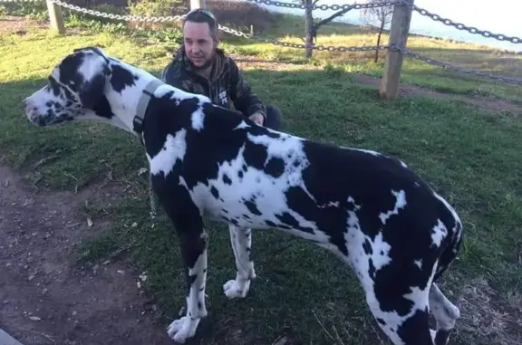 Lost Harlequin Great Dane in Casey City