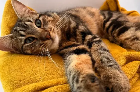 Animaux trouvés Marignane, photo: Trouvé chat homme, La Turbie, Marignane - doux et sans collier