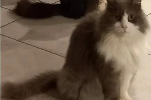 Perdu chat, Rue Nouvelle, 11, Maisnil-lès-Ruitz - angora gris et blanc - photo