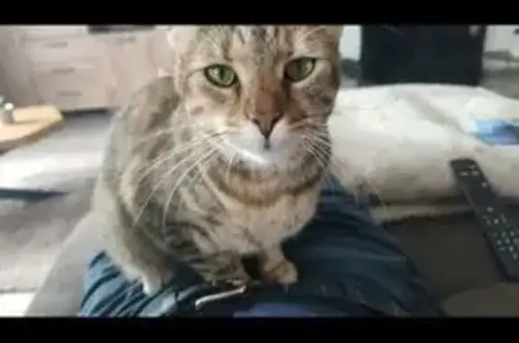 Animaux perdus Gouzon, photo: Perdu chat femelle, Revigny-sur-Ornain, Grand Est - tigre