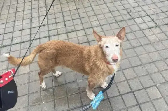 ¡Ayuda! Perro Epiléptico Perdido en Meco