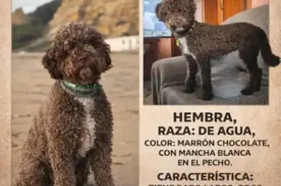 Perro de Agua Perdido en Pilas, Andalucía