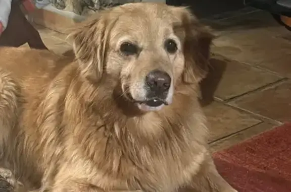 Animaux trouvés Anduze, photo: Trouvé chien homme, Le Cadeyer, 365, Saint-Félix-de-Pallières, Anduze - type golden retriever doré