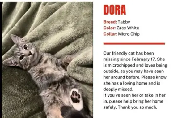 Missing cat Seattle, photo: Lost кошка, South Oregon Street, 3076, Seattle - loves playing with toys