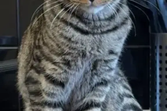 Missing cat , photo: Friendly Tabby Cat Lost in Charliejoy