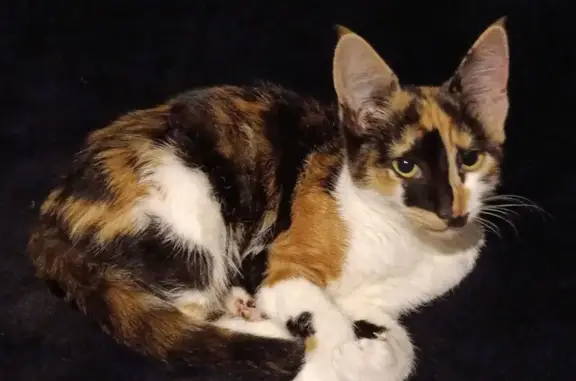 Found Tortoiseshell Cat on Cla...