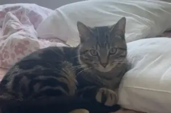 Animaux perdus Vichy, photo: Perdu chat mâle, Rue Henri et Andrée Pequet, 10, Vichy - tigré beige et noir
