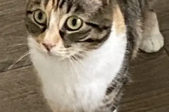 Chat perdu, Enghien-les-Bains, photo: Chat disparu Fille, Enghien-les-Bains (fl585542)