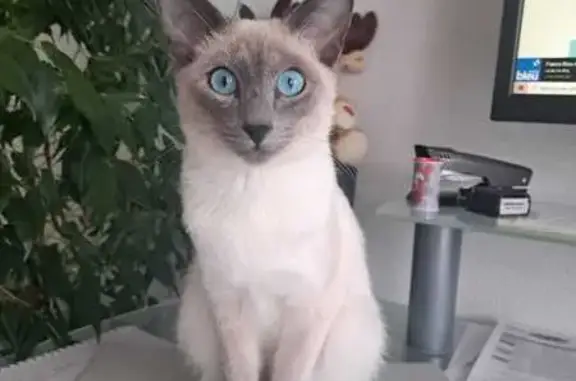 Animaux perdus Paris, photo: Perdu chatte, Rue des Violettes, Truchtersheim, Paris - siamoise de 2 ans pucée
