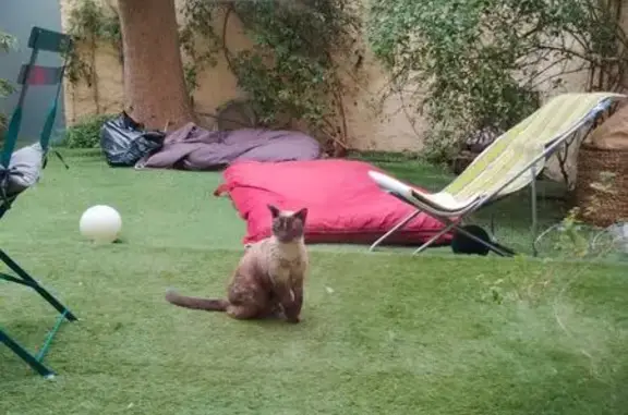 Animaux trouvés Marseille, photo: Trouvé chat siamois, Rue d'Endoume, 102, Marseille - très craintif