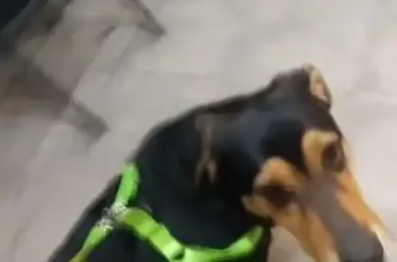 Perro perdido en Comarruga: Negro y marrón