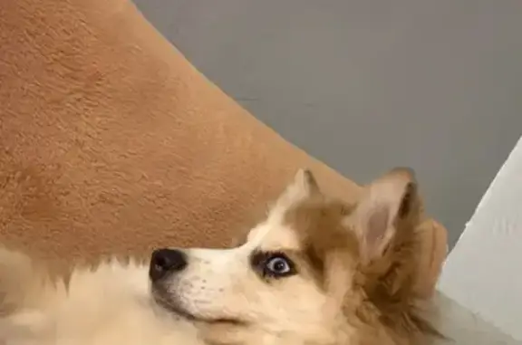 Chien perdu Lyon, photo : Perdu chien mâle, Collonges-au-Mont-d'Or, Lyon - Fluffy Pomsky de 10 mois