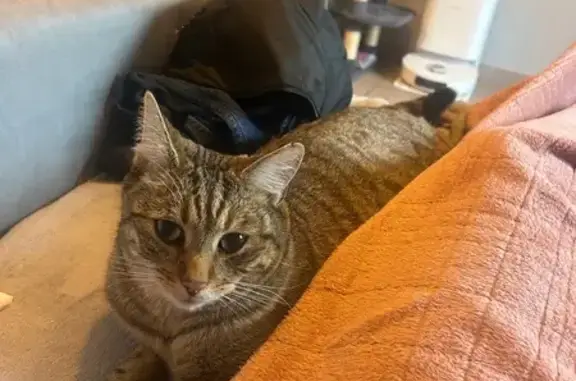 Animaux perdus Héricourt, photo: Perdu chat mâle, Rue d'Athesans, Mignavillers - oreille un peu coupée