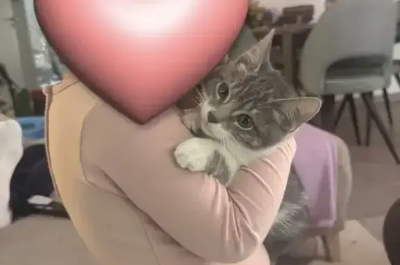 Perdu chaton femelle, Rue de Champaviotte, 45, Saint-Égrève, Paris - petite poil gris et blanc - photo