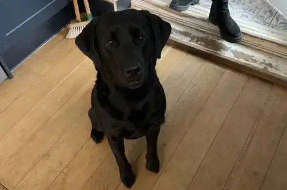 Friendly Black Lab Mix Found i...