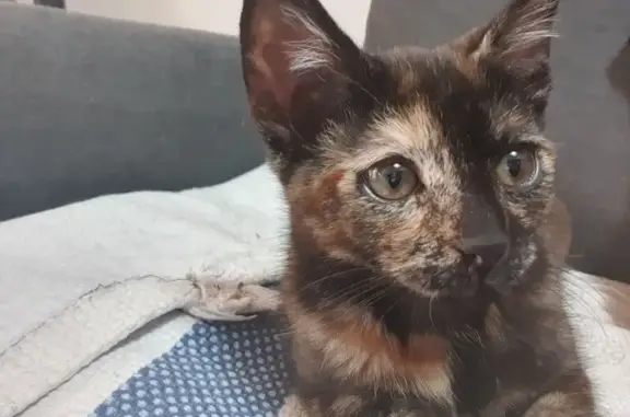 Lost pets , photo: Lost Tortoiseshell Kitten in Sydney Park