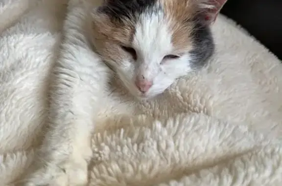Chat disparu Fille, La Ferté-Bernard (fl585565) - photo