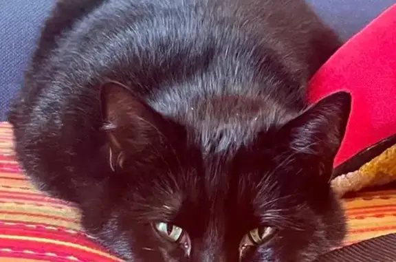 Perdu chat mâle, Impasse du Chêne Vert, 10, Angers - noir castré et pucé - photo