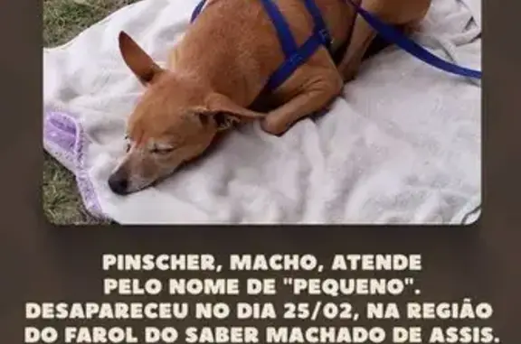 Cachorro perdido Macho (brl002418) - photo