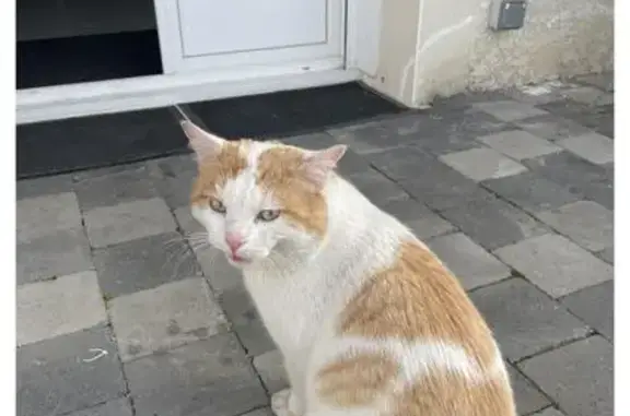 Animaux trouvés Eaubonne, photo: Trouvé chat mâle, Rue de l'Esmeix, Montagny-lès-Beaune, Eaubonne - tatouage oreille droite : 328 CAL