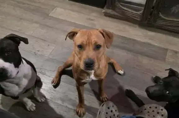 Lost Собака, Ulysse Road, 241, Ridgeland - brown/red with black - photo