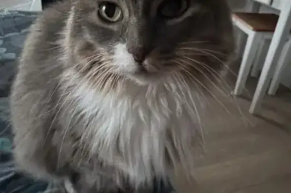 Perdu Chat, Impasse des Migeons, 8, Montarlot-lès-Rioz, Paris - gris et blanc à poil long - photo