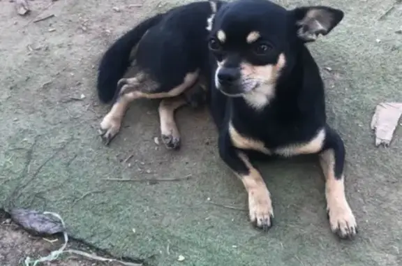 Lost Собака, Frontier Trail Northwest, 469, Dalton - small black and brown - photo