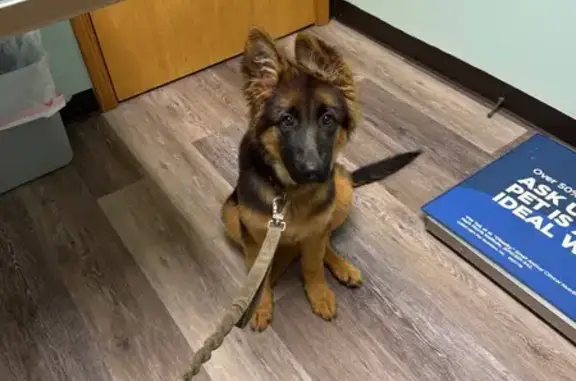 Lost Собака, Liberty, Mississippi - Tan and Black - photo