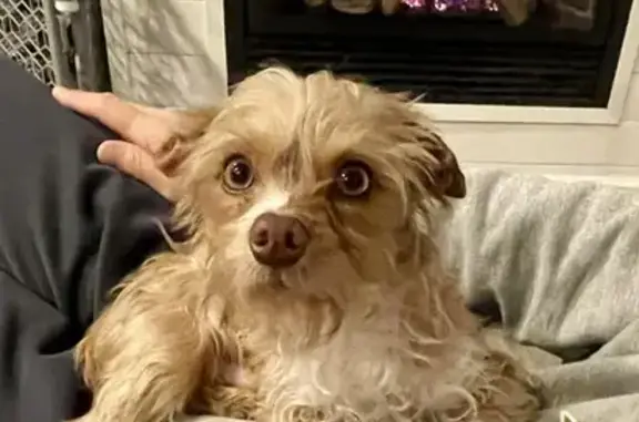 Lost Собака, Bay Road, 8587, Pasadena - 1-year-old, weighs 6 lbs - photo