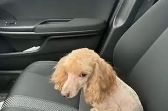 Lost Dog, West 550 North, 100, Fowler - Golden Brown, 3 Years Old, Fluffy Ears - photo