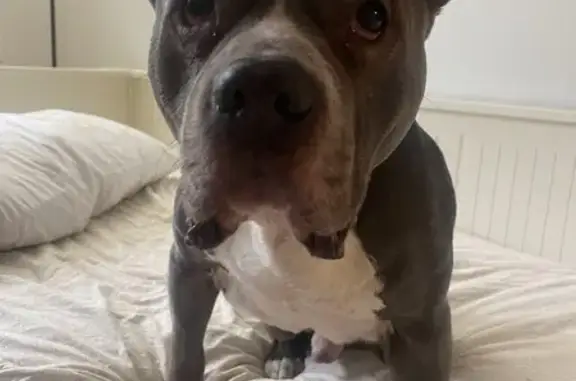 Lost собака, Pennsylvania Avenue, 13, Stratford, Gibbsboro - greyish/bluish & white - photo