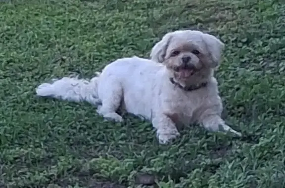 Found собака, Kerwood Circle,...