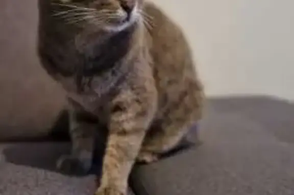 Chat perdu, Ormesson-sur-Marne, photo: Perdu chat femelle, Rue des Perdrix, Ormesson-sur-Marne, Paris - grise tigrée, tatouée à l'oreille